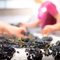winemakers sorting grapes at SAMsARA's custom crush facility