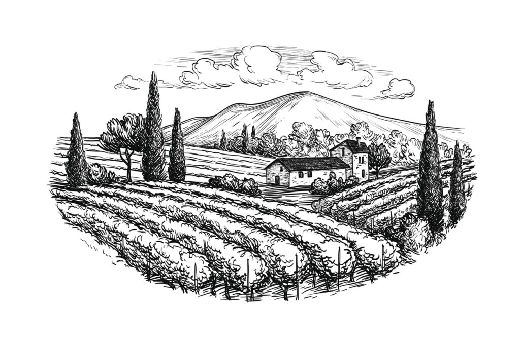 drawing of grapewines and winery - history of santa barbara wine country